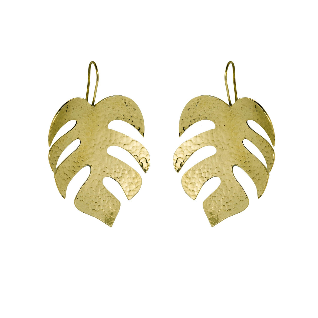 monstera disecta